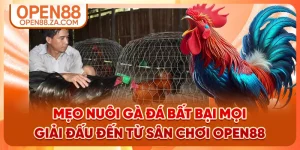 Mẹo Nuôi Gà Đá Bất Bại Mọi Giải Đấu Đến Từ Sân Chơi OPEN88