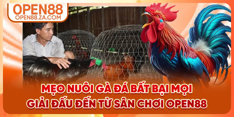 Mẹo Nuôi Gà Đá Bất Bại Mọi Giải Đấu Đến Từ Sân Chơi OPEN88